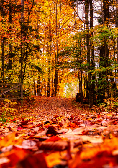 🍂 L’Automne chez Papaye & Domino : 7 looks seconde main irrésistibles avec nos nouveautés